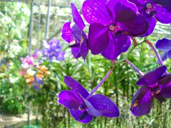Gros Plan Belles Fleurs Vanda Coerulea Poussant Dans Jardin — Photo