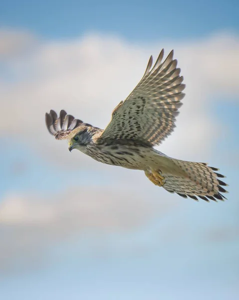 Pionowe Zbliżenie Wspólnej Zagrody Falco Tinnunculus Siedzącej Gałęzi — Zdjęcie stockowe