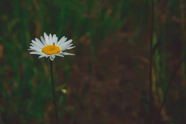 Вибірковий Фокус Цвітінні Ромашки Саду Розмитим Фоном — стокове фото