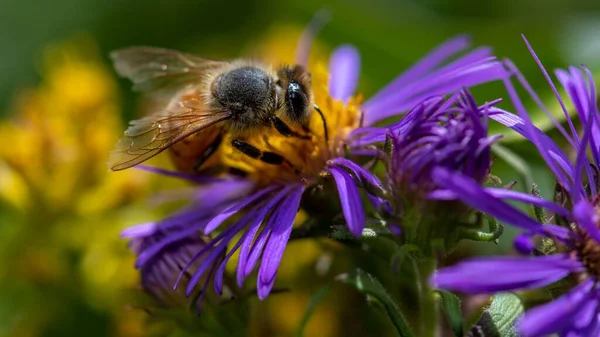 A western honey bee gathering nectar from a purple flower in the garden with blur background