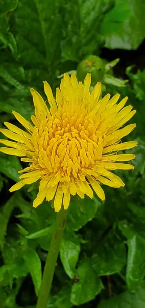 Ein Selektiver Fokus Einer Gelben Blume — Stockfoto