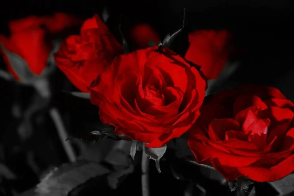 Zbliżenie Selektywny Kolor Strzał Czerwonych Róż Tle Skali Szarości — Zdjęcie stockowe