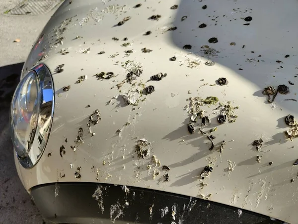 Zbliżenie Ujęcia Guano Gołębi Masce Białego Samochodu Słoneczny Dzień — Zdjęcie stockowe