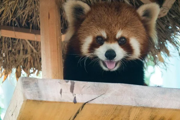 Retrato Cerca Panda Rojo Con Lengua Hacia Fuera Mirando Cámara — Foto de Stock