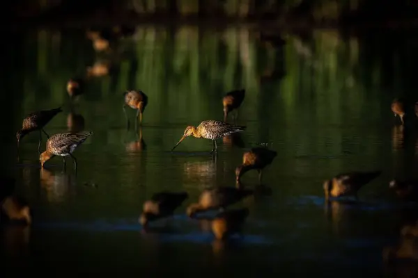 Ein Schwarm Watvögel Auf Einem Flachen Sumpfsee Den Niederlanden — Stockfoto