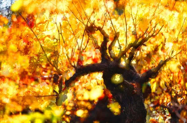 Strom Žlutým Podzimním Listím — Stock fotografie
