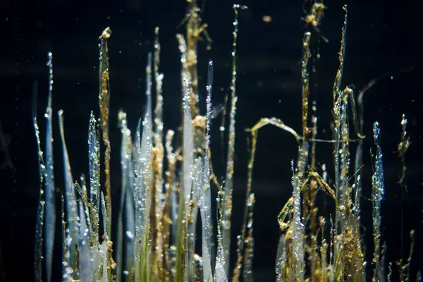 Крупним Планом Красиві Водні Рослини Під Водою — стокове фото