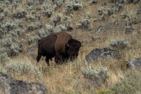 Bison Amérique Adulte Marchant Dans Une Prairie Sur Colline Pendant — Photo