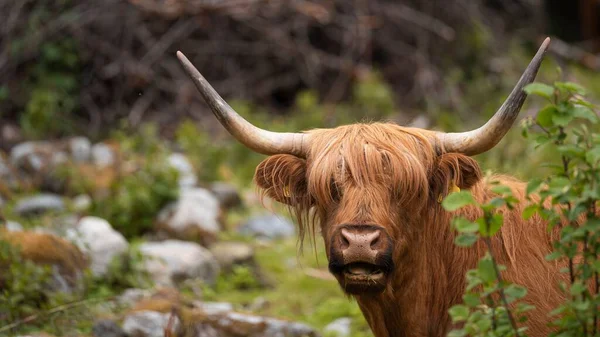 Egy Közeli Kép Egy Barna Highland Szarvasmarha Skót Kelta Homályos — Stock Fotó
