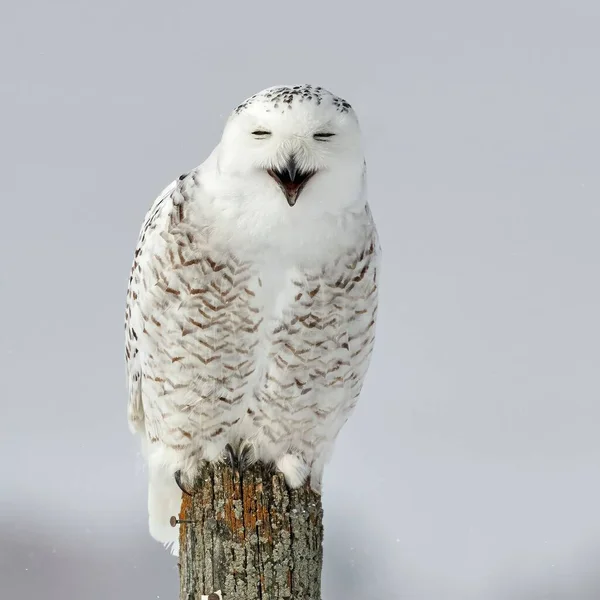 Closeup Shot Snowy White Owl Perched Wooden Pole — Stock Photo, Image