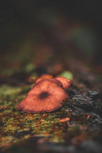 어두운 배경에서 버섯을 수직으로 — 스톡 사진
