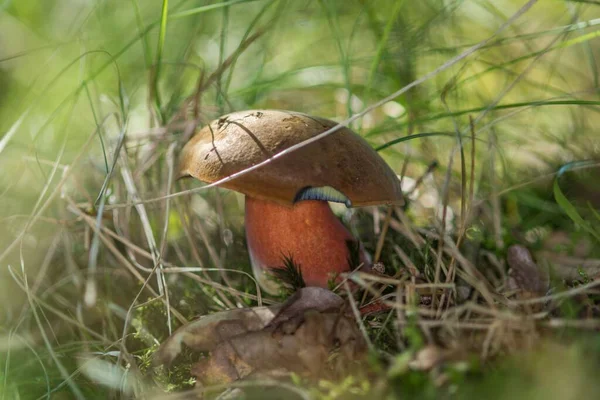 在绿草中间的一个褐色小蘑菇的水平特写 — 图库照片