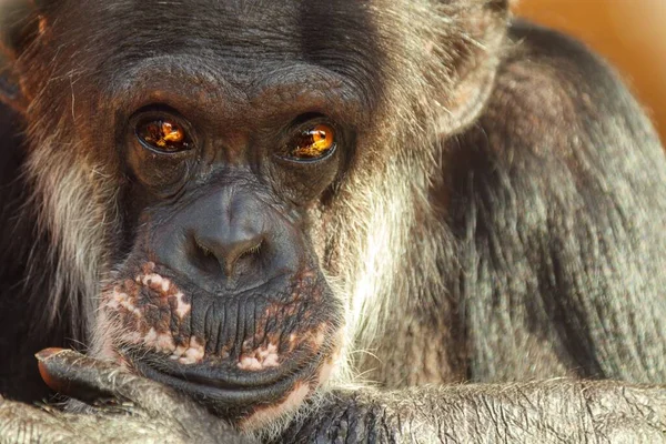 Closeup Shot Monkey Face — Stock Photo, Image