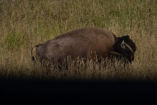 Bison Des Prairies Adulte Broutant Sur Longue Herbe Verte Dans — Photo