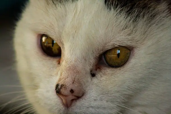 Detailní Portrét Bílé Kočky Hledící Kamery — Stock fotografie