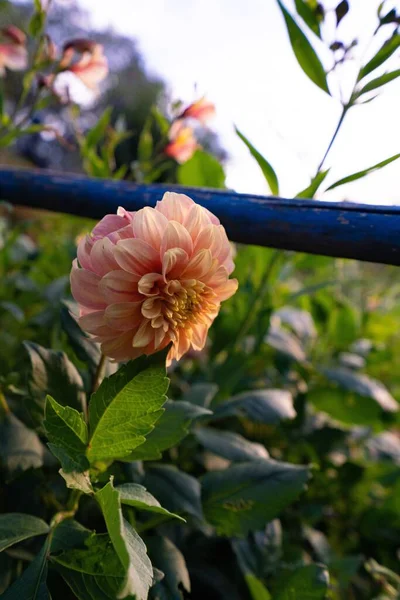 Eine Vertikale Heiße Dahlienblüte Einem Garten Einem Sonnigen Tag — Stockfoto