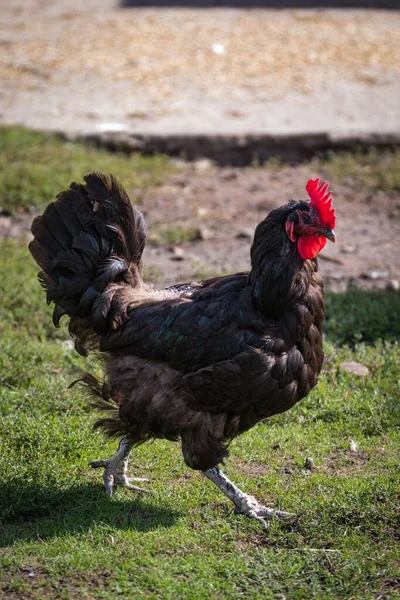 Egy Gascon Csirke Sétál Zöld Füvön Gazdaságban Egy Napsütéses Napon — Stock Fotó