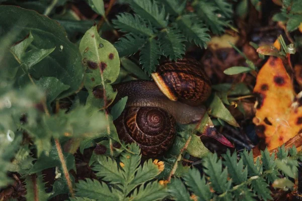 Макрознімок Равликів Зелених Рослинах — стокове фото