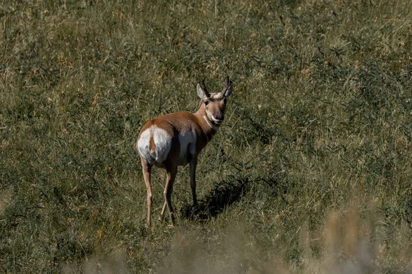 Rear Shot Mexican Pronghorn Standing Green Field Looking Back Sunny — Stock Photo, Image
