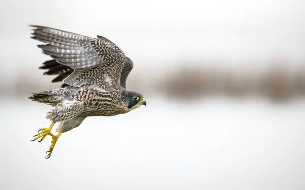 Closeup Beautiful Kestrel Bird Flight — Stock Photo, Image