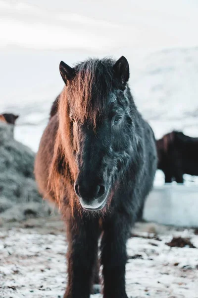 Tiro Close Cavalo Peludo Islândia — Fotografia de Stock
