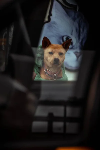 Vertical Shot Dingo Dog Window — Stock Photo, Image