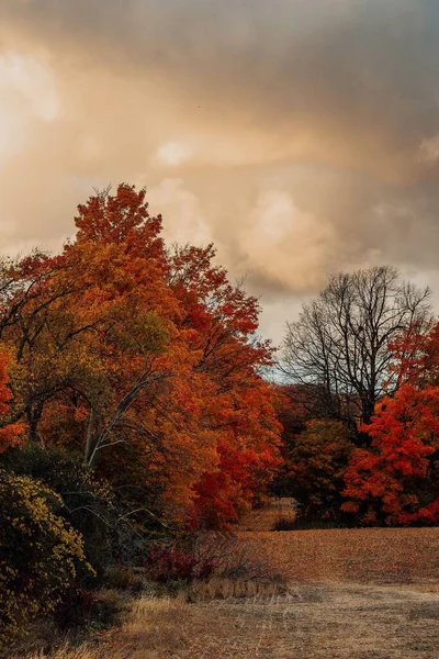 Ένα Πεδίο Που Περιβάλλεται Από Φωτεινά Φθινοπωρινά Δέντρα Φύλλα Πορτοκαλιού — Φωτογραφία Αρχείου