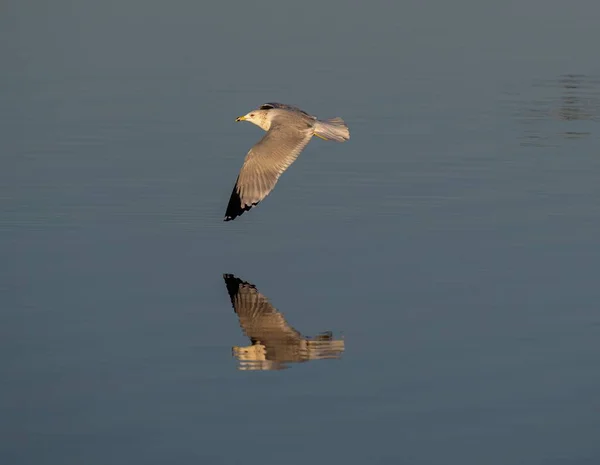 Вибірковий Фокусний Постріл Чайки Літає Над Водою — стокове фото