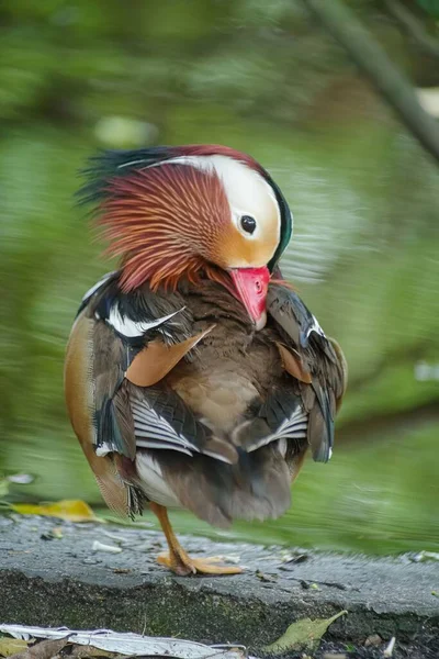Florida Bir Mandarin Ördeği — Stok fotoğraf