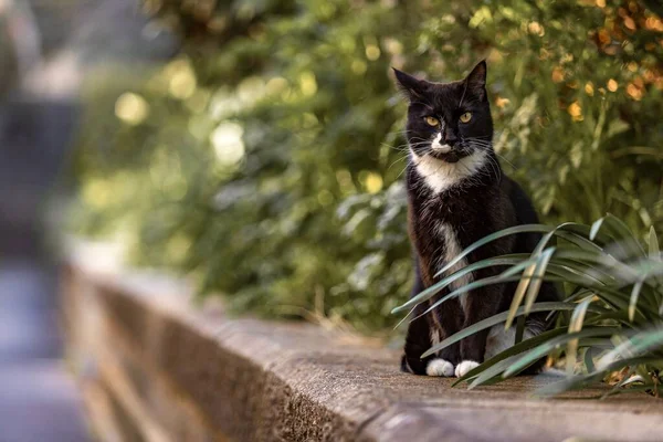 庭の緑の植物に囲まれた壁に座っている二色の猫のクローズアップショット — ストック写真