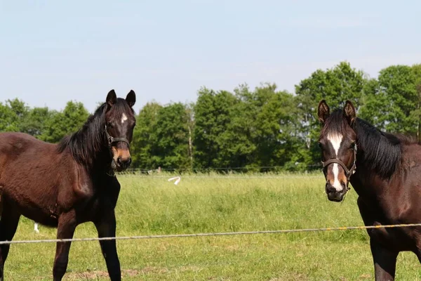 Zwei Süße Pferde Der Natur Einem Sonnigen Tag — Stockfoto
