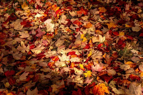 Sonbaharda Yerdeki Renkli Yaprakların Yakın Çekimi — Stok fotoğraf