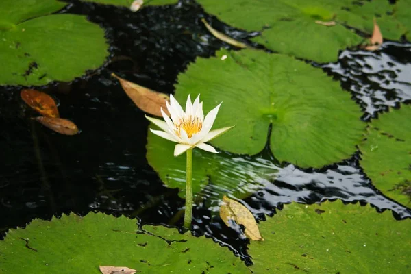 Closeup White Water Lily Pond — Stock Photo, Image