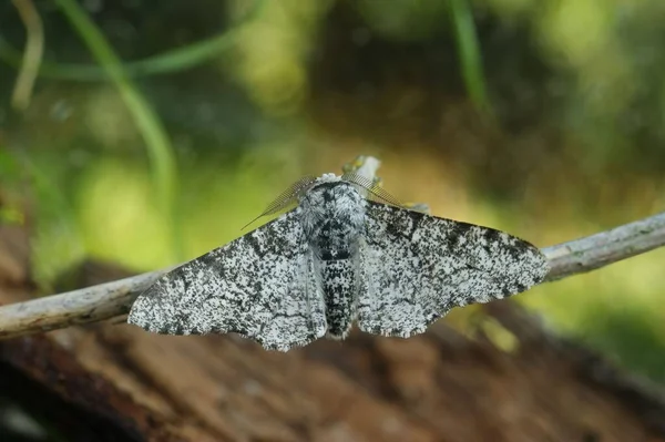 Detailed Closeup White Version Peppered Moth Biston Betularia — Stock Photo, Image