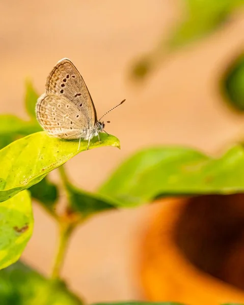 緑の葉の上に静止した青い蝶のマクロ垂直ショット — ストック写真