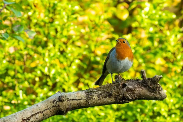 Closeup Beautiful Robin Bird Perching Tree Branch Park — Stock Photo, Image