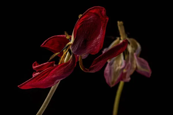 Eine Welke Rote Und Rosa Tulpe Auf Schwarzem Hintergrund — Stockfoto