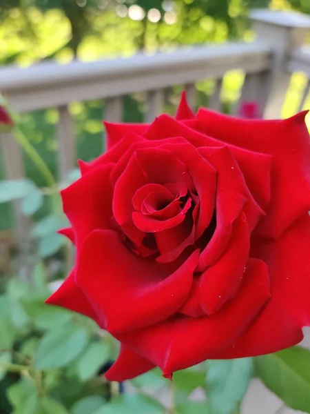 Ένα Κοντινό Πλάνο Ενός Κόκκινου Τριαντάφυλλου Έναν Κήπο Κατά Διάρκεια — Φωτογραφία Αρχείου