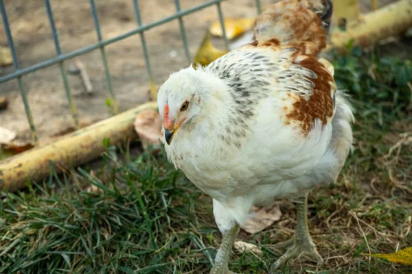 Kiválasztani Egy Csirkét Udvaron — Stock Fotó