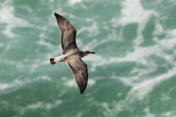Nahaufnahme Eines Kleinen Sturmvogels Auf Verschwommenem Meeresgrund — Stockfoto