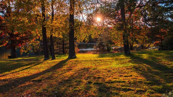 Сяюче Сонячне Світло Світиться Крізь Лісові Дерева Вкриті Осіннім Листям — стокове фото