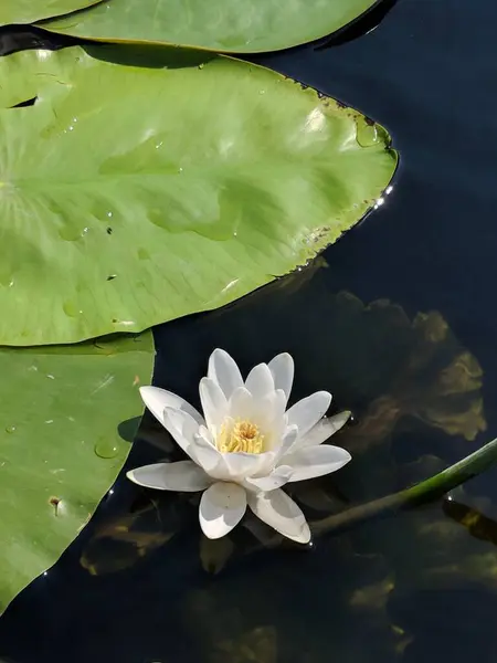 晴れた日には緑の葉を持つ池に白い睡蓮の垂直ショット — ストック写真