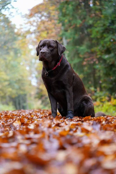 Doğada Kurumuş Yaprakların Üzerinde Oturan Sevimli Yetişkin Bir Labrador Köpeği — Stok fotoğraf