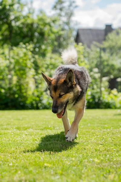 Seekor Anjing Gembala Jerman Berjalan Pertanian Rumput Dengan Pohon Yang — Stok Foto