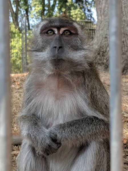 在瑞士巴塞尔的一个动物园里 一只棕色可爱的猴子在白天的垂直镜头 — 图库照片