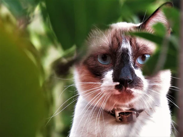 Närbild Vacker Blå Ögon Katt Stirrar Från Bakom Löv Buskar — Stockfoto