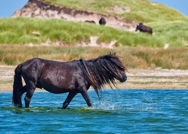 A scenic view of a black horse walking in a lake on Sable Island on a sunny day