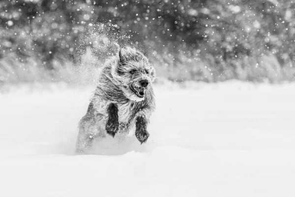 Graustufenaufnahme Eines Irish Wolfhound Beim Spielen Schnee — Stockfoto