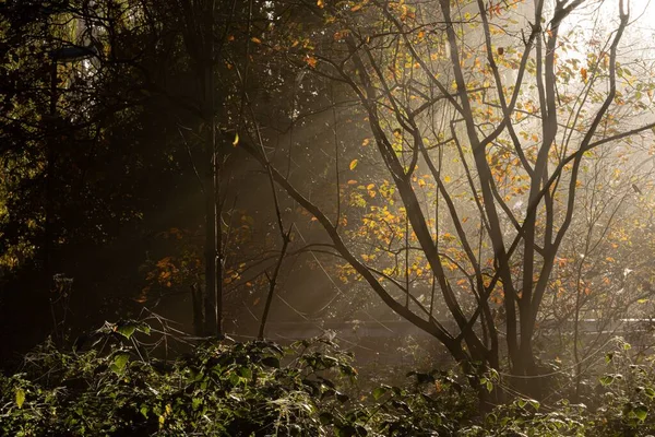 Eine Schöne Aufnahme Der Sonne Die Durch Äste Einen Wald — Stockfoto