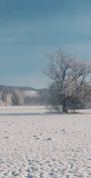 Soğuk Bir Kış Günü Engin Boş Bir Tarlada Kocaman Ağaçlarla — Stok fotoğraf
